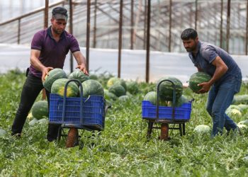 Antalya’da karpuz hasadı “gecikmeli” başladı