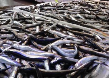 Hamsi ihracatında düşüş