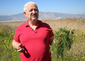 Yol kenarından topladığı otlardan para kazanıyor