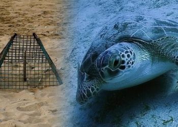 Caretta Carettalara koruma kalkanı! Yuva sayısı 2 bin 551’e ulaştı