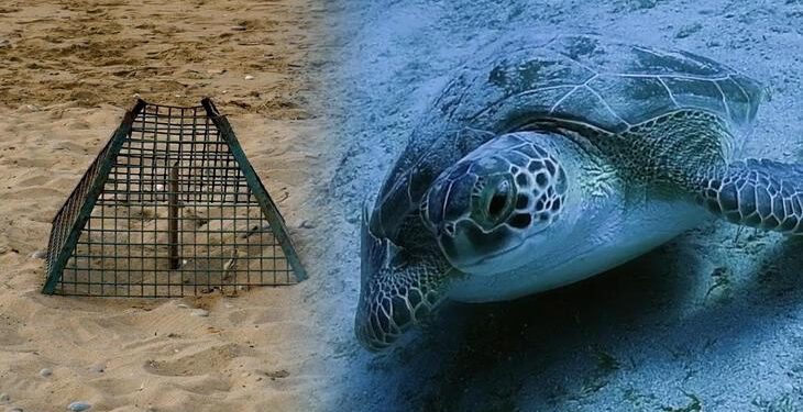 Caretta Carettalara koruma kalkanı! Yuva sayısı 2 bin 551’e ulaştı