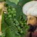 Fatih Sultan Mehmet’in tarihe geçen içeceği! Her tanesinde ayrı bir şifa var
