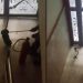 Şanlıurfa’da yılan alarmı! Binaya girdiğini fark edip telefona sarıldılar